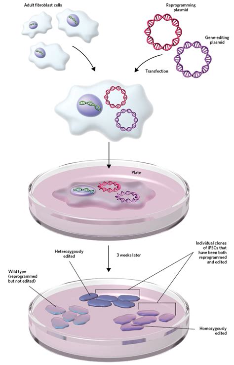 Infographic Combo Method Of Stem Cell Generation The Scientist Magazine®