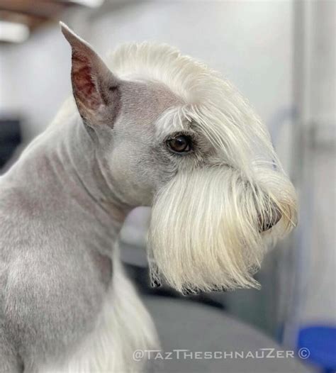 Schnauzer Haircuts Top Styles To Try Them Out Now The Goody Pet