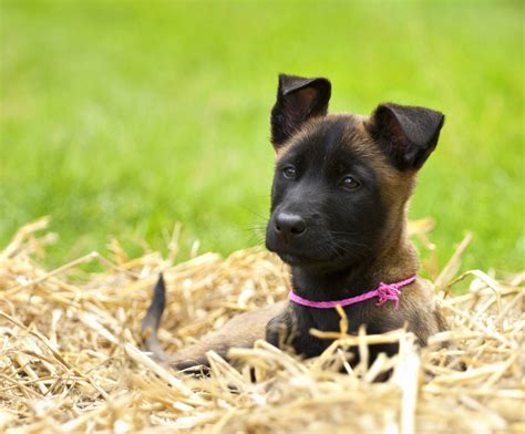 Wir suchen ein schönes zuhause im glück! Malinois Welpe Tazz Foto & Bild | tiere, haustiere, hunde ...
