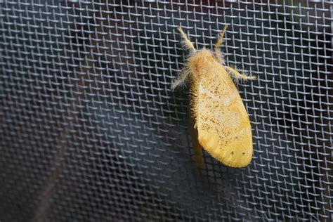 Tea Tussock Moth Arna Pseudoconspersa Don T Touch Flickr