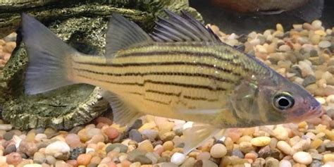 Yellow Bass (Morone mississippiensis) - Species Profile