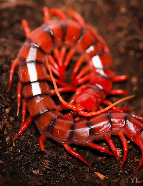 ˚scolopendra Dehaani Cherry Red Animals Of The World Animals And