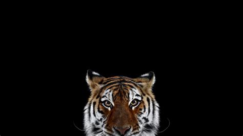 Tiger Photography Mammals Animals Wallpaper Animals Wallpaper Better