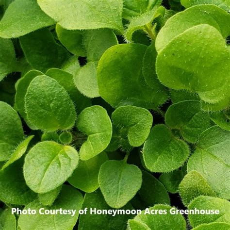 Check spelling or type a new query. Oregano Italian : Honeymoon Acres Greenhouse