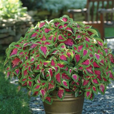 Being a chemical compound, water has alternative names based on its chemical composition. Watermelon Coleus, Premium Sun