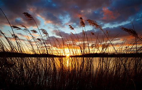 Reeds And Lake At Sunset Stock Photo Download Image Now Istock