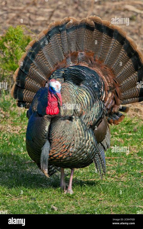 male eastern wild turkey displaying during the spring mating season in pennsylvania s pocono