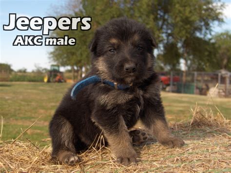 Complete good health including vet certificate. Sandcreek Pets AKC German Shepherd Puppies for Sale in ...