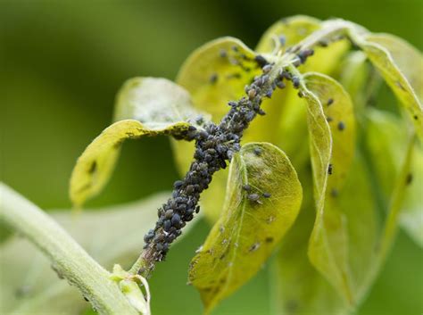 Auch blattläuse bilden ihre großen kolonien bevorzugt an petunien und können damit deren lebenskraft merklich beeinträchtigen. Typische Gartenschädlinge | Gartenschädlinge, Schädlinge ...