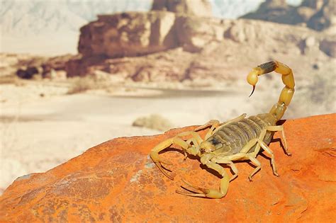 The Most Lethal Scorpions Living Today Worldatlas