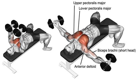 Best Dumbbell Workout To Build Muscle At Home ~
