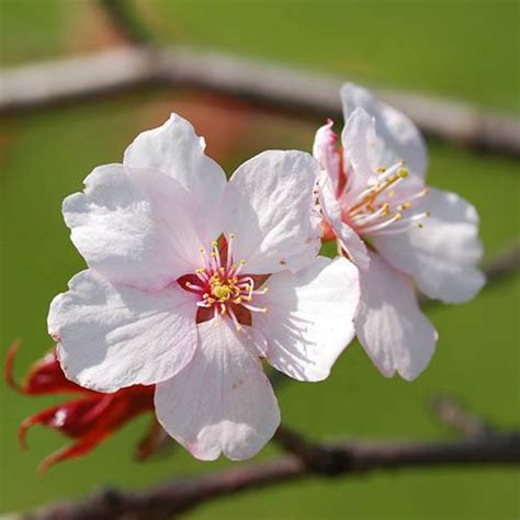 Japanese Blossom Cherry Prunus Kojo No Mai