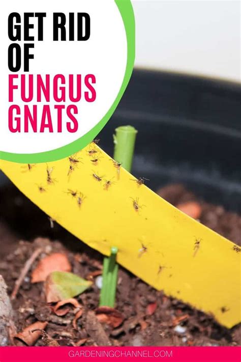 How To Get Rid Of Fungus Gnats Explained In Detail Gardening Channel