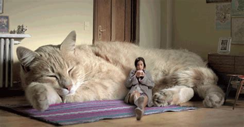 Cat Or Tiger 10 Largest Domestic Cat Breeds Giant Cat Cats Cat Couch
