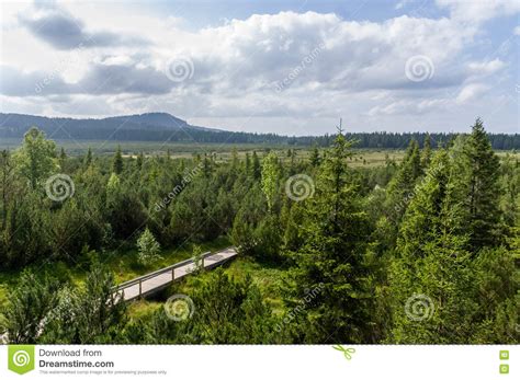 Moor Swamp Pine Forest Walk Track National Park Stock Photo Image Of