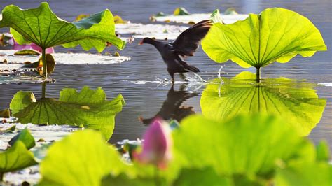 Wild Birds Foraging In Pond With Thriving Lotus Flowers Cgtn