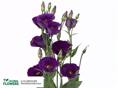 Photo Eustoma Russellianum Enkelbloemig Piccolo Purple Global Flowers