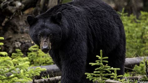 Early Bear Hunting Season Opens In Part Of Upstate New York Wrgb