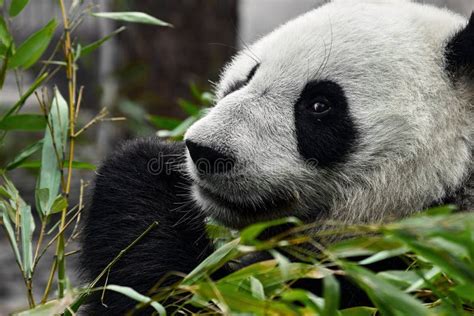 Cute Panda Eating Bamboo Stems At Zoo Giant Panda Eats The Green