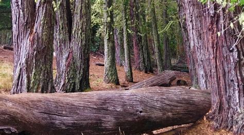 Is cedar good firewood? a guide to burning cedarwood