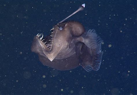 Bizarre Fish Are Deadly Deep Sea Predators And Twitter Stars