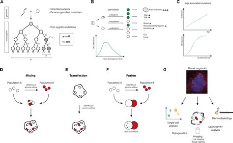Frontiers Modeling Brain Somatic Mosaicism With Cerebral Organoids