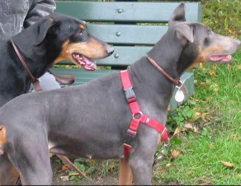 The markings that these doberman's have are of a similar color and there is very little the fawn doberman's with rust markings are an accepted breed though much less popular than the blue and tan doberman. Understanding Blue Doberman Syndrome | PetHelpful