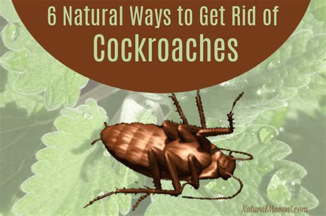 6 Natural Ways To Get Rid Of Cockroaches At Home The Natural Mavens