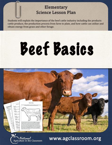 Elementary Lesson Plan About Beef Cattle Learn The Production Process From Farm To
