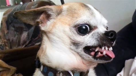36 Funniest Angry Chihuahua Dog Videos You Cant Watch