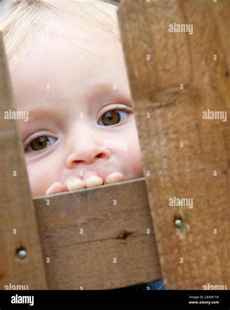 Peeping Exploring Behind The Fence Stock Photo Alamy