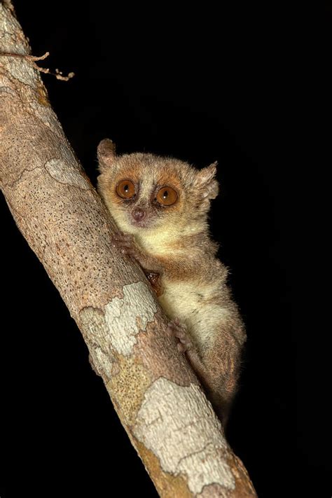 Madame Berthes Mouse Lemur Microcebus Berthae Madagascar Wildlife