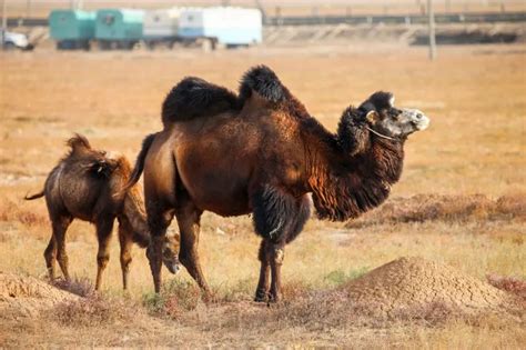 Wild Bactrian Camel Is This Animal Endangered