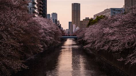 Japan Cherry Blossom Tours Discover Japanese Cherry Blossoms