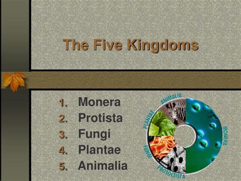 Ppt The Five Kingdoms Powerpoint Presentation Free Download Id1835854