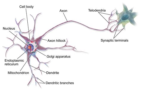 Impulsul Nervos Se Transmite Prin Neuron De La