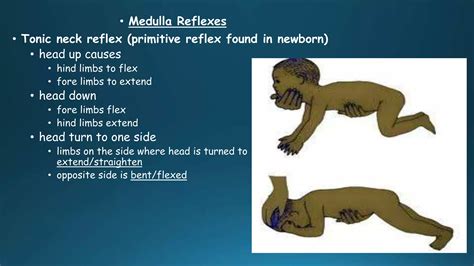 Postural Reflexes Physiology