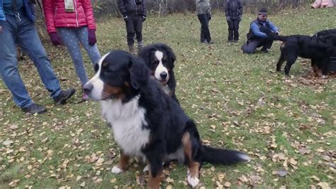 Bernese Mountain Dogs Playing Youtube