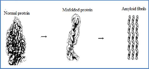 Misfolded Protein And Amyloid Download Scientific Diagram