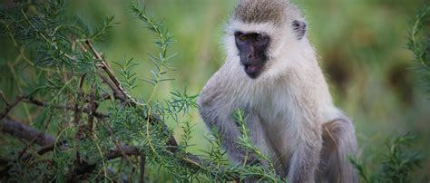 Vervet Monkey | African Wildlife Foundation