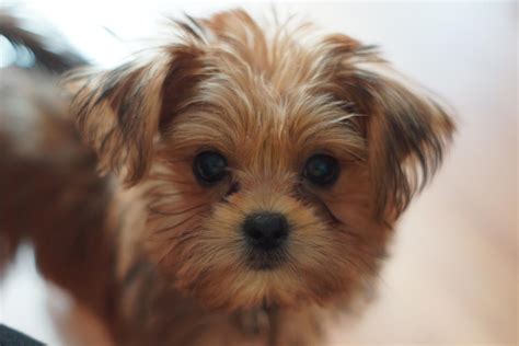 Shih tzu puppy care tips. Are they really shih tzu?