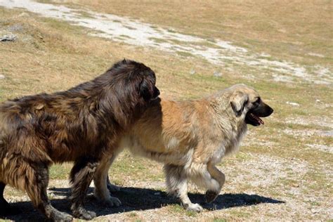 Estrela Mountain Dog Complete Pet Guide Facts Pictures A Z Animals