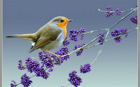 A Bird On A Branch With Berries Wallpapers And Images