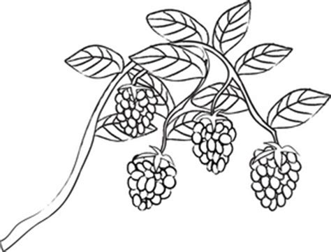 Free Free Blackberry Cliparts, Download Free Free Blackberry Cliparts png images, Free ClipArts ...
