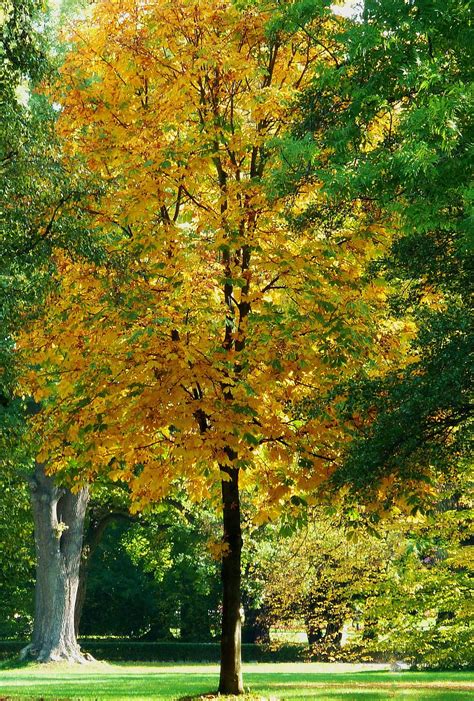 Hd Wallpaper Branch Aesthetic Trees Leaves Oak Oak Leaf Oak
