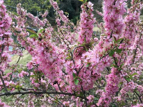 Popular Dwarf Weeping Cherry Trees And Care Guide Homestamp