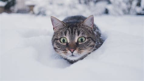 Cat Snow Winter Wallpaper 1920x1080 Full Hd Full High Definition