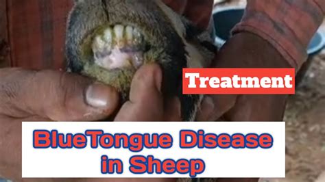 Bluetongue Disease With Treatment In Sheep And Goat Explained By Weekend