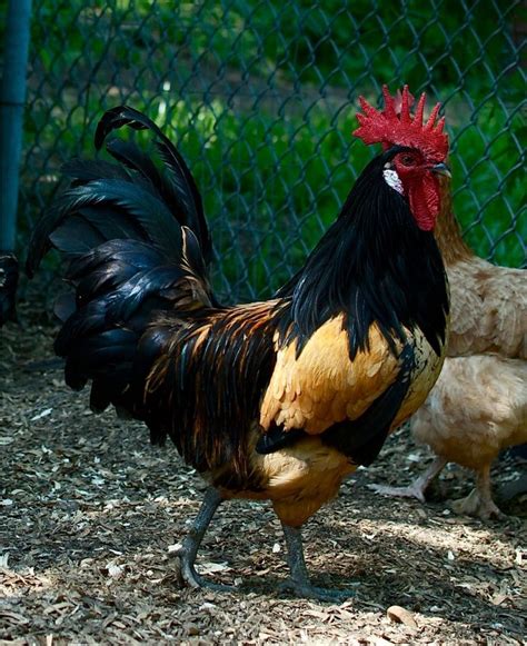 Most Handsome Roosters Contest~~~~~ Backyard Chickens Learn How To Raise Chickens