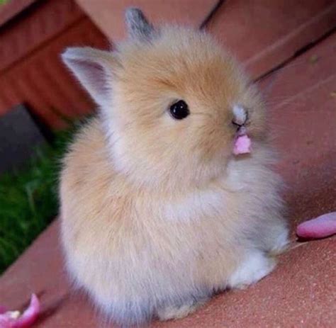 Cute Little Bunny Rabbit ️ Cute Baby Bunnies Fluffy Animals Baby